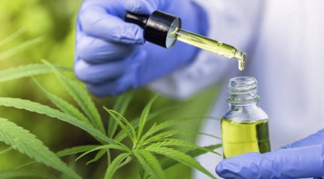 Projeto na Câmara de Salvador propõe criar política de uso de cannabis para uso medicinal