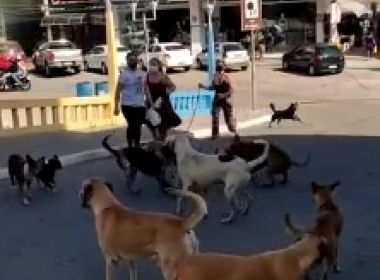 Jacobina: Cães sem dono tomam praça e imagem repercute nas redes sociais