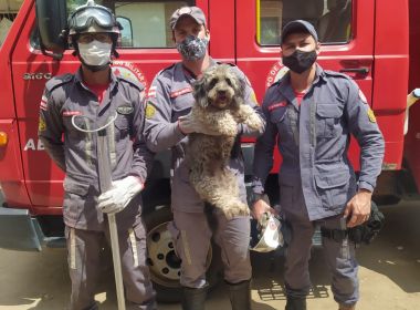 Teixeira de Freitas: Cachorro fica preso entre duas casas e é resgatado por bombeiros