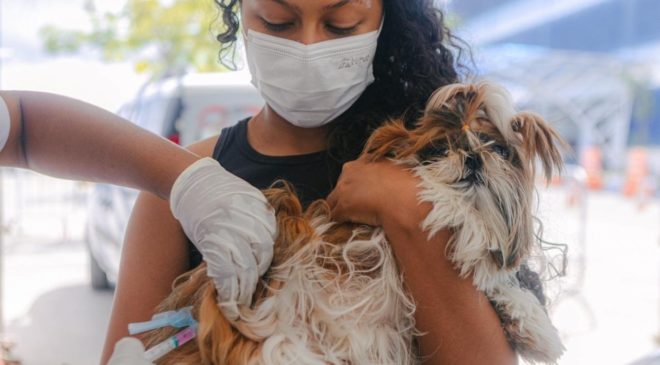 Campanha de vacinação antirrábica em Salvador é prorrogada até quinta-feira