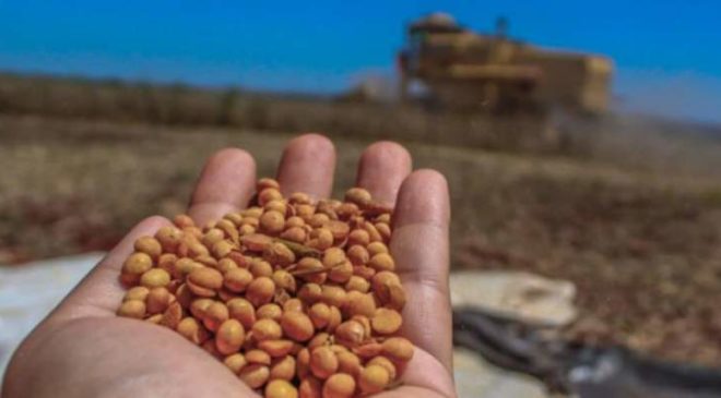 São Desidério e Formosa do Rio Preto despontam entre as 5 maiores cidades da agricultura brasileira, aponta IBGE