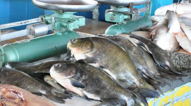 Peixes, mariscos e crustáceos podem estar associados à doença da urina preta, alerta ministério da Agricultura
