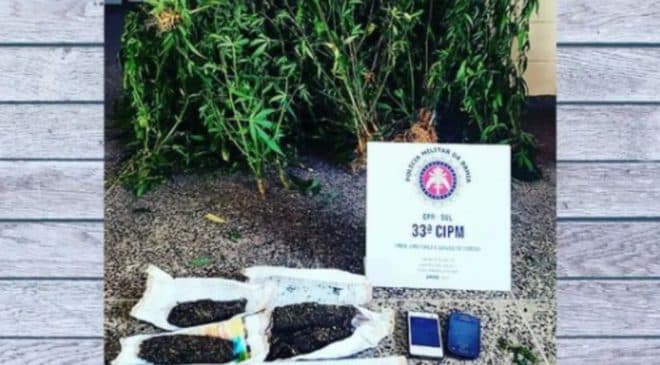 Plantação de maconha é localizada e suspeitos de tráfico de drogas são presos no baixo-sul da Bahia