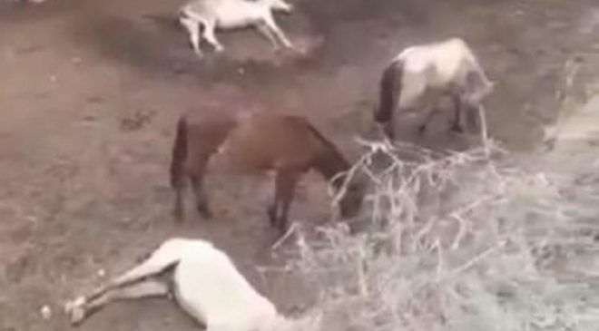 Ex-deputado denuncia prefeitura de Vitória da Conquista por maus tratos de animais