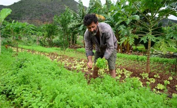 Lei prevê socorro de R$ 2.500 para agricultores familiares na pandemia