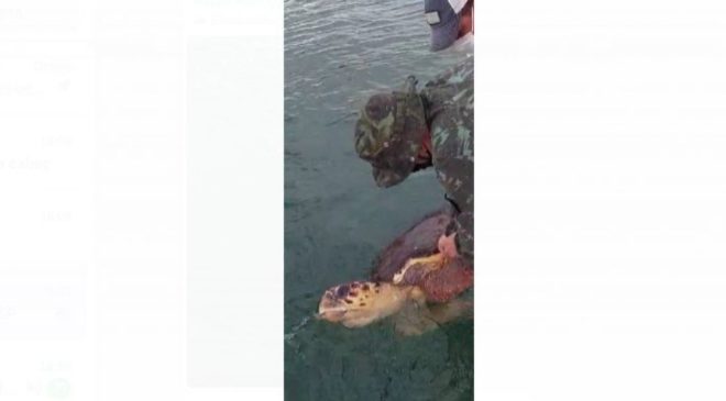 Policiais da Coppa salvam tartaruga cabeçuda que ficou presa em rede de pesca