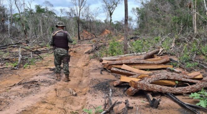 Operação encontra madeiras desmatadas ameaçadas de extinção no oeste baiano