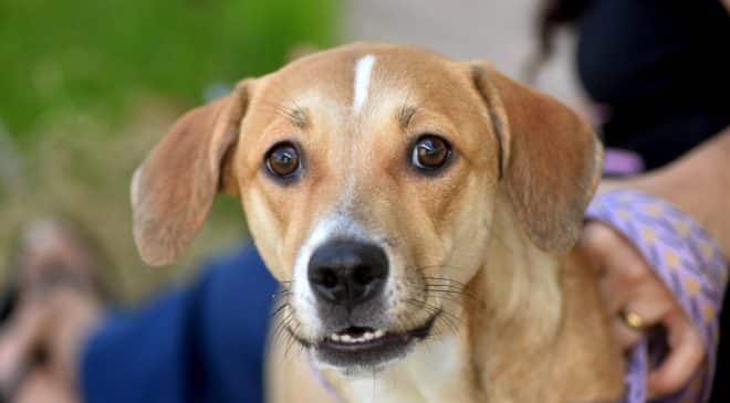 Salvador reforça conscientização e alerta sobre crime de abandono de animais