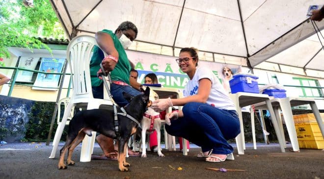 Campanha de vacinação antirrábica em Salvador entra na reta final; veja onde vacinar seu pet