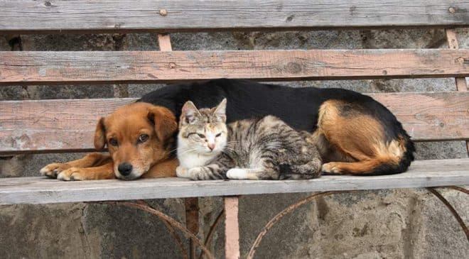 Estatuto dos Cães e Gatos está na pauta da CCJ   Fonte: Agência Senado