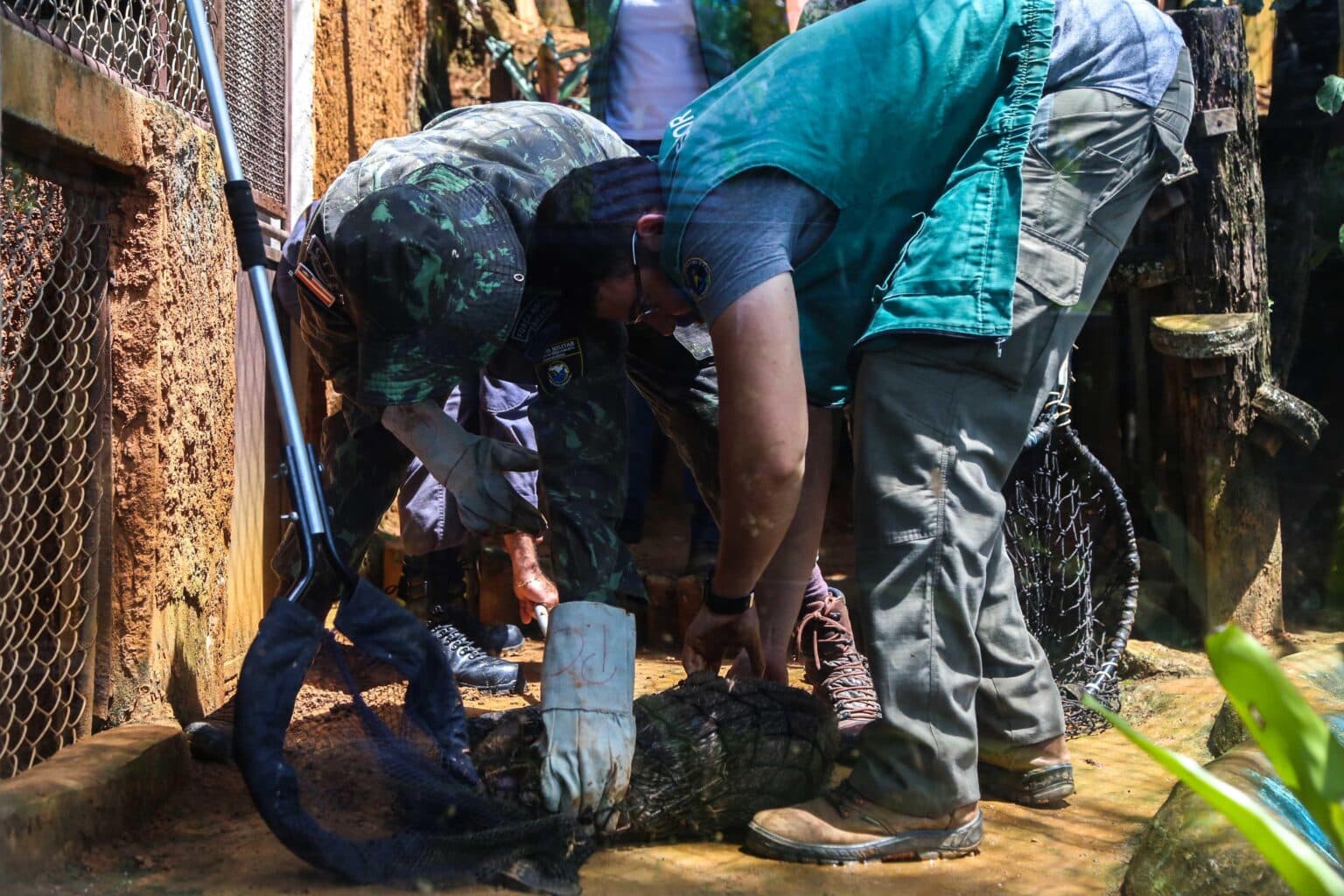 Grupamento resgata mais de 5,5 mil animais silvestres em Salvador em menos de dois anos